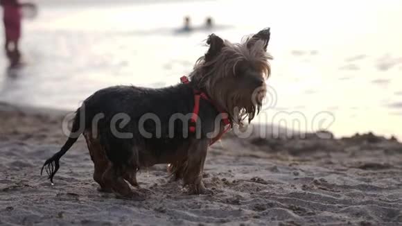 在日落时分在沙滩上放松可爱的狗视频的预览图