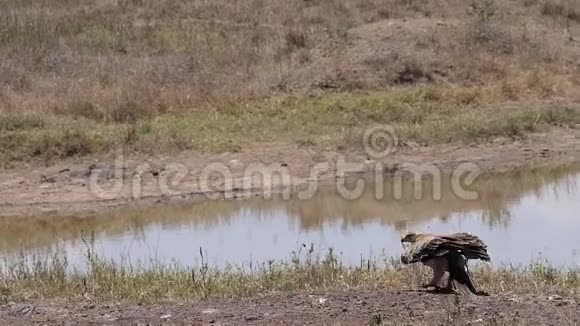褐鹰阿奎拉拉帕克斯成人飞行肯尼亚内罗毕公园视频的预览图