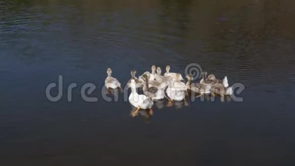 一群在池塘里游泳的鸭子水禽正在水上休息游泳鸭子家族水禽在自然栖息地视频的预览图