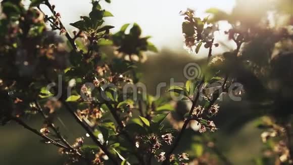 春天的花在风中视频的预览图