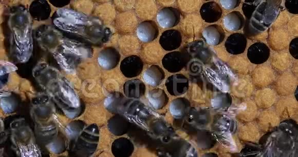欧洲蜜蜂蜜蜂蜜蜂在育雏架上工作的蜜蜂幼虫诺曼底的蜂房实时视频的预览图