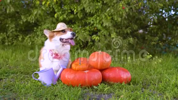 戴着草帽的可爱的威尔士科尔吉犬坐在绿草丛中的下一堆不同大小的橙色南瓜上视频的预览图