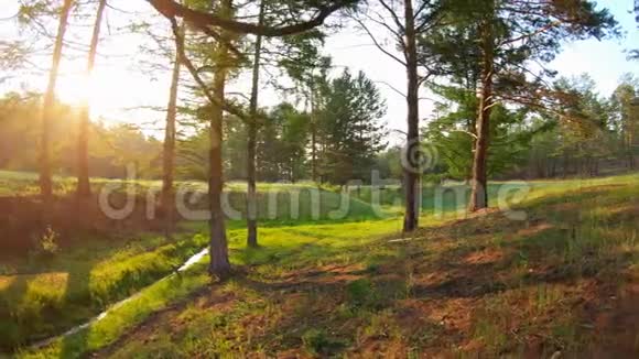 在森林里日落神奇的溪流绿草树木和明亮的太阳视频的预览图