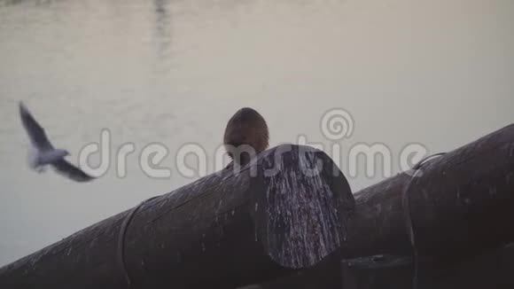 海狸海鸥坐在普拉哈海滨长廊的原木上视频的预览图