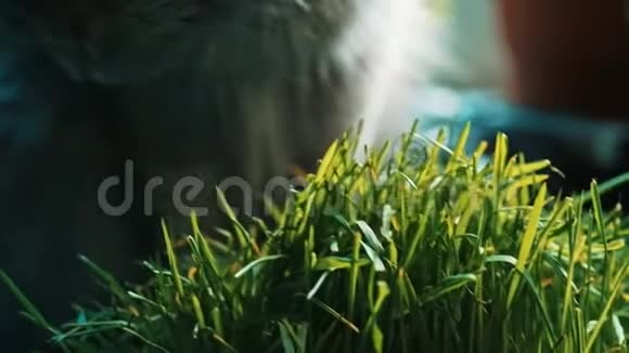 猫和鲜燕麦视频的预览图
