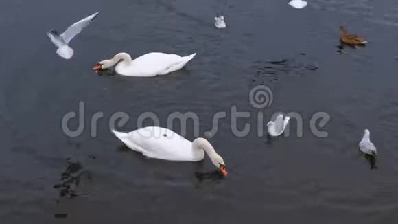 河里有天鹅和鸭子在水里在水里吃面包视频的预览图