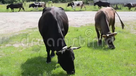 牧场上放牧的耕牛在田里吃草的牛吃草的奶牛视频的预览图