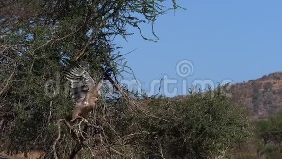 褐鹰阿奎拉拉帕克斯成人飞行肯尼亚内罗毕公园视频的预览图
