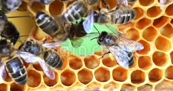 欧洲蜂蜜蜂蜜蜂蜜蜂在一个框架上有一个洞的肺泡诺曼底实时视频的预览图