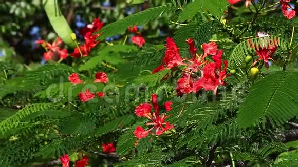 花中花猫岛巴哈马群岛实时彩树视频的预览图