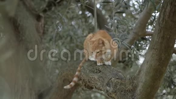 一只漂亮的红猫走在橄榄树的树枝上视频的预览图