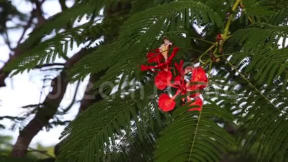 花中花猫岛巴哈马群岛实时彩树视频的预览图