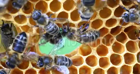 欧洲蜂蜜蜂蜜蜂蜜蜂在一个框架上有一个洞的肺泡诺曼底实时视频的预览图