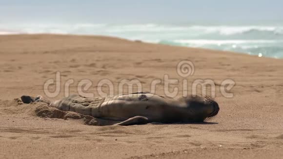 海滩上的新生海豹宝宝视频的预览图