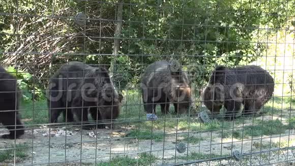 饥饿的熊在一个专门的野生动物收容所的圈养区进食视频的预览图