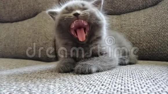 可爱的灰色英国小猫正在沙发上打盹视频的预览图