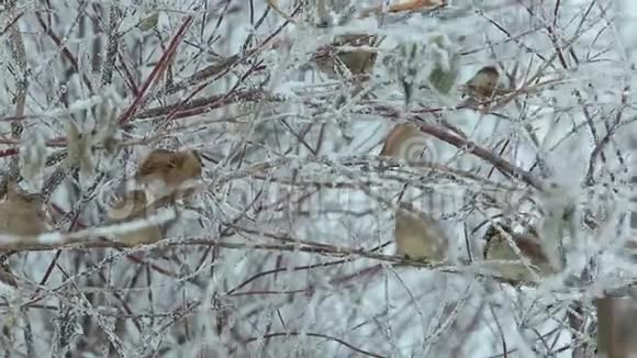 冬天灌木丛中的一群麻雀视频的预览图
