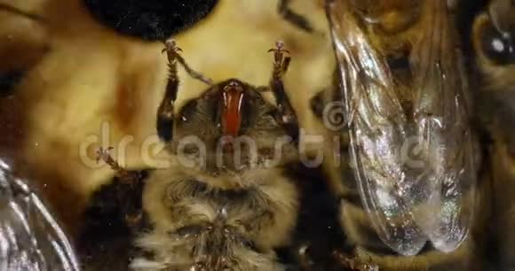 欧洲蜜蜂蜜蜂蜜蜂蜜蜂在框架上我们看到粘合垫和从下面的问题蜜蜂活在里面视频的预览图