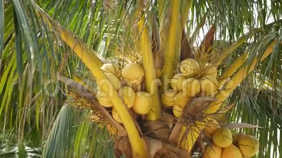 在阳光明媚的一天在绿叶间的绿棕上生长着奇异的黄色未成熟的年轻新鲜椰子天然纹理视频的预览图