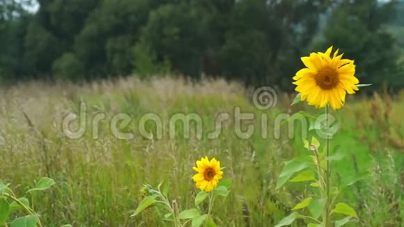 美丽的黄色向日葵在风中缓慢地摆动视频的预览图