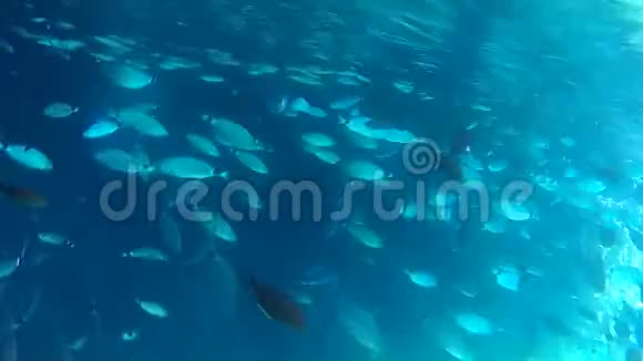 哥尔夫岛希腊海夏鱼假日旅游动物视频的预览图