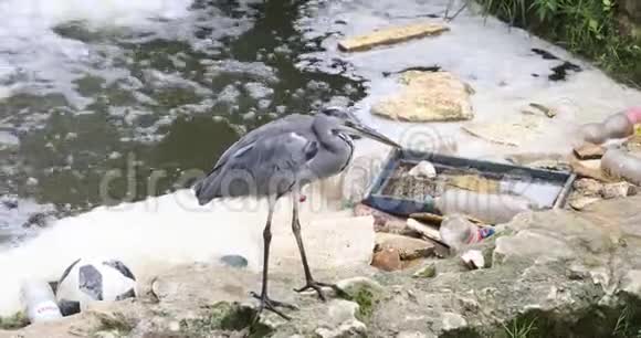 垃圾污染河流中的苍鹭视频的预览图
