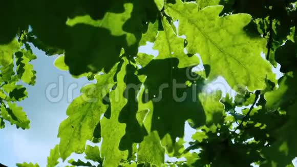 生态背景橡树绿叶阳光明媚视频的预览图
