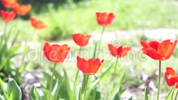 在阳光明媚的日子里红色的郁金香在花园里盛开春景红色郁金香背景视频的预览图