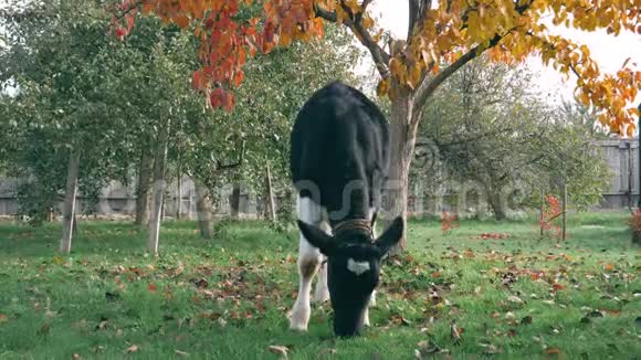 秋天金色花园里的小牛拴着放牧的草视频的预览图