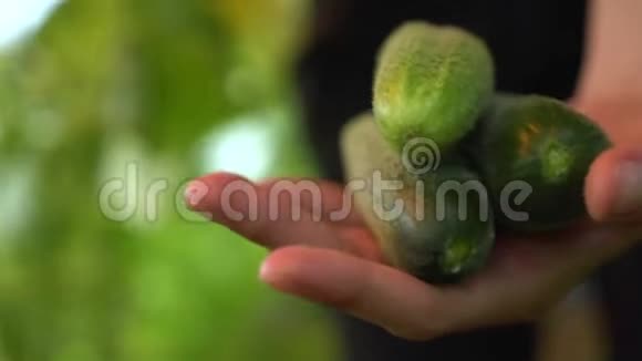 女人在花园里收获成熟可口的黄瓜在成熟黄瓜的叶子上寻找手视频的预览图