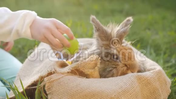 女孩把彩蛋和复活节兔子放在篮子里视频的预览图
