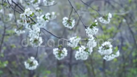 樱花树冠美丽的白色花朵和更多白色的叶花生在樱桃之前视频的预览图