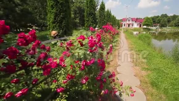 房子周围长着玫瑰视频的预览图