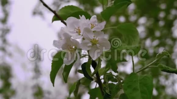 春天傍晚苹果树盛开视频的预览图