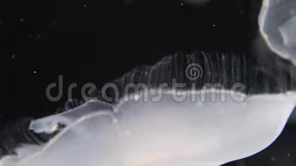 水母漂流特写视频的预览图