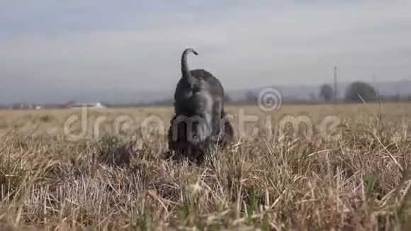 狗跑过田野寻找猎物视频的预览图