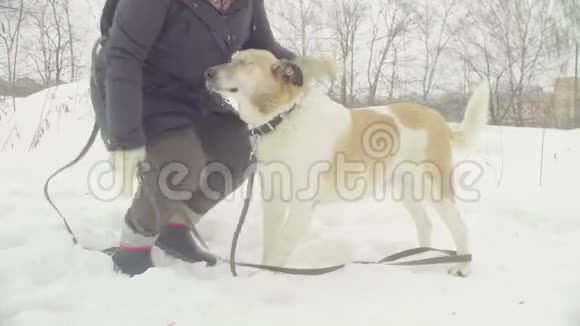 女志愿者抚摸一只残疾狗视频的预览图
