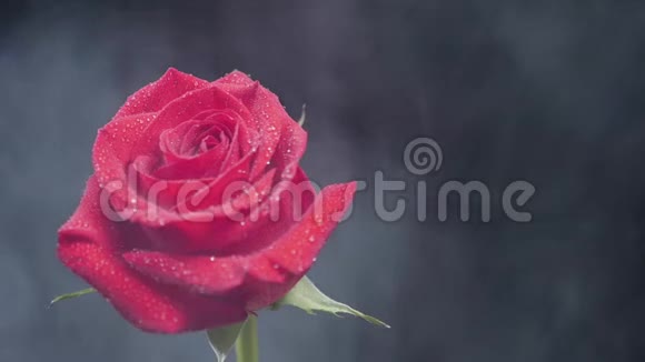 红玫瑰上的白烟视频的预览图