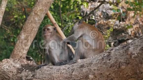 猴子在树上互相关心视频的预览图