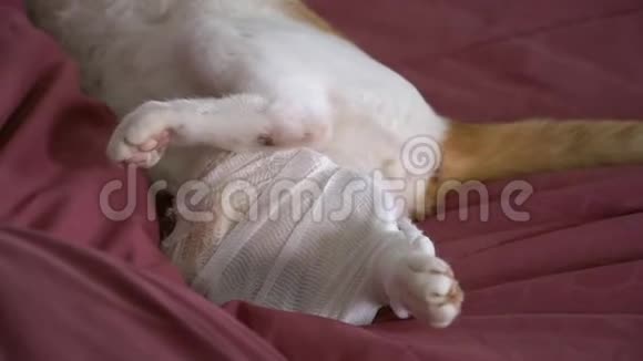 受伤的猫带绷带的腿视频的预览图