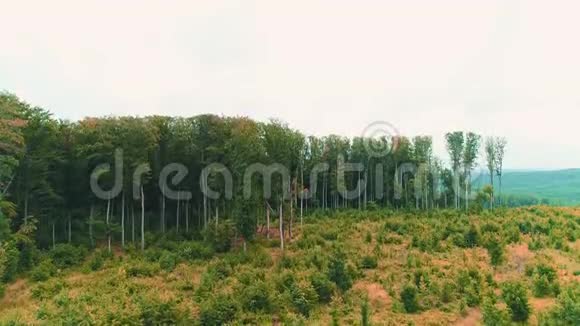 鸟瞰风景如画的茂密树木和均匀的绿色山脉4K视频的预览图