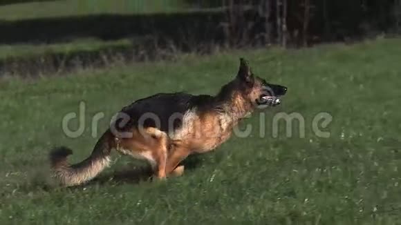 家犬德国牧羊犬成人在草地上奔跑视频的预览图