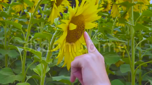 向日葵和手视频的预览图