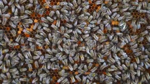 在蜂巢里工作的蜜蜂蜜蜂将花蜜转化为蜂蜜并将其覆盖在蜂窝中视频的预览图