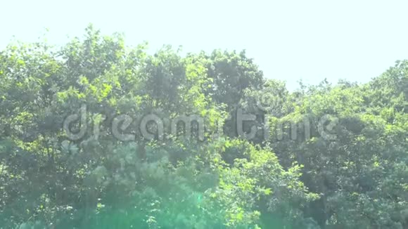 阳光透过树叶照射四架直升机射击视频的预览图