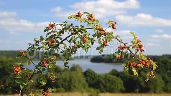 玫瑰花丛在美丽的湖岸景观上视频的预览图