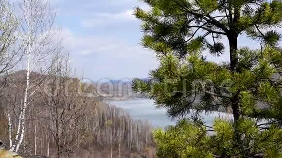 是春天温暖的阳光下山湖背景上的花蕾和叶子视频的预览图