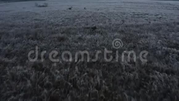 美丽的日出空中镜头揭示了一个冰封的湖泊周围霜冻的高草视频的预览图