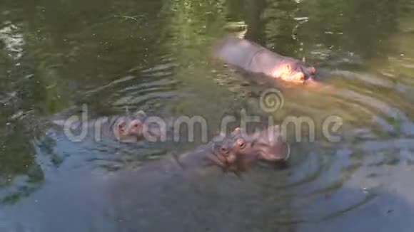 湖里有三只河马清迈视频的预览图