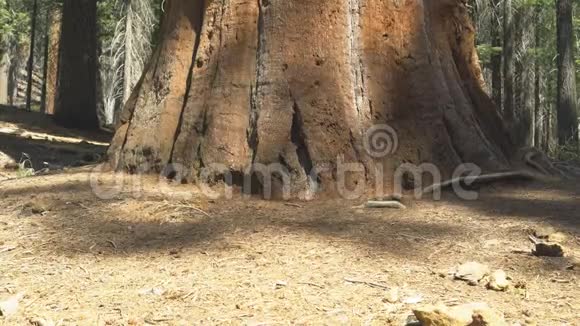 在约塞米蒂一棵巨大的红杉树的底部倾斜的照片视频的预览图